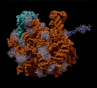 E. Coli Bacterial Ribosome